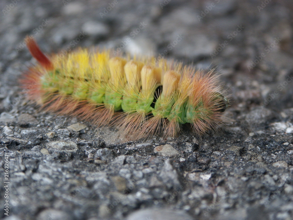Raupe, Buchen-Streckfuss, Rotschwanz Raupe, Buchen-Streckfuss, Rotschwanz