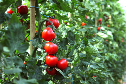 Reife rote Tomaten photo