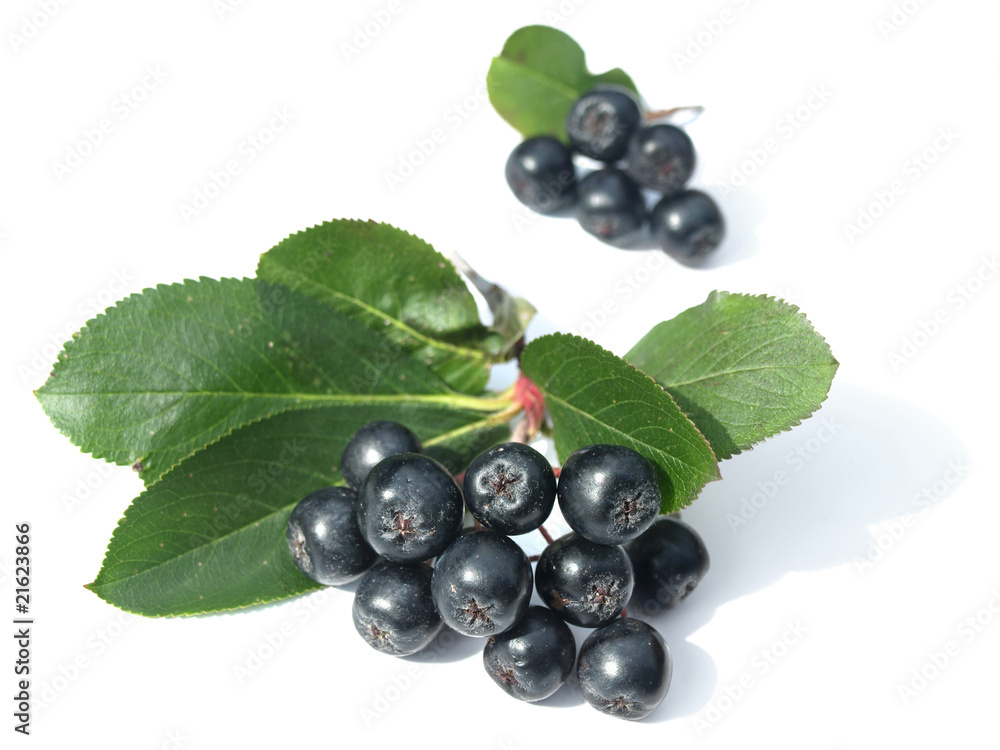 black chokeberry (aronia) black chokeberry (aronia)