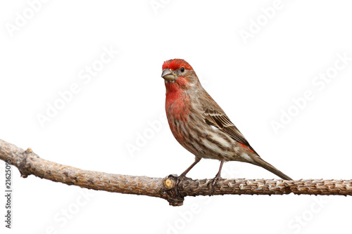 male house finch proudly perched on a branch
