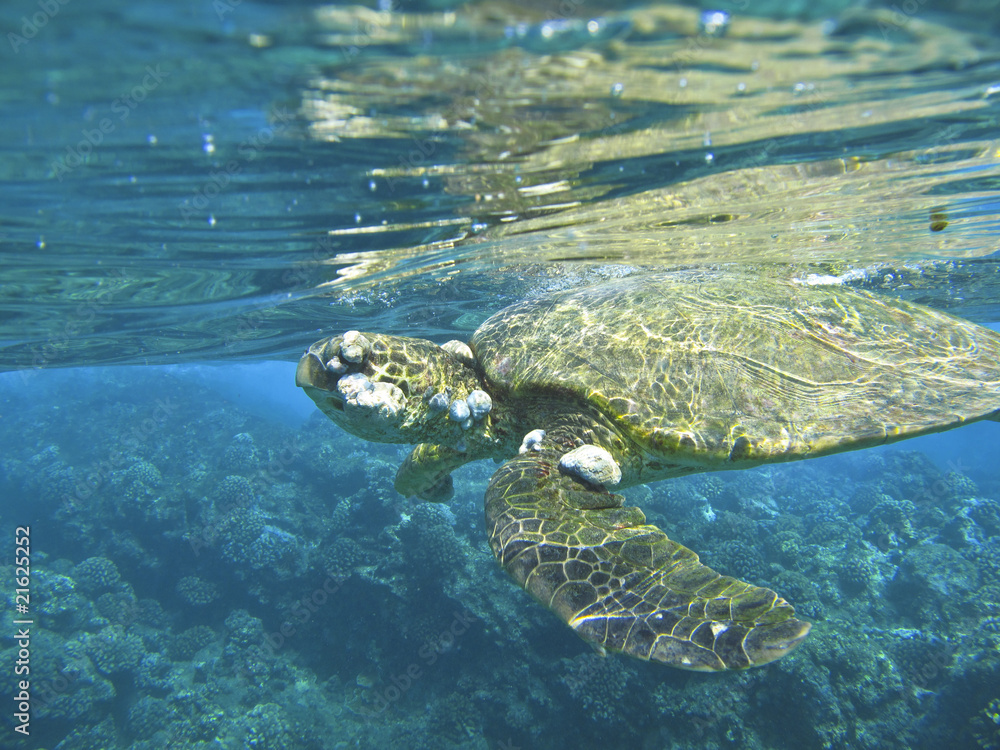 Obraz premium Green Turtle