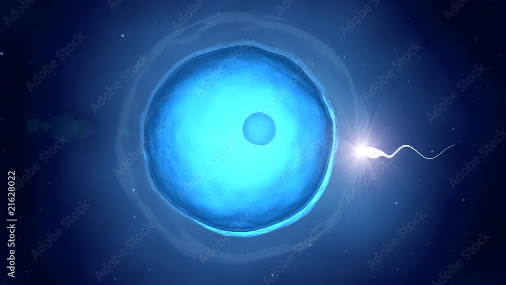 Only one is chosen - fertilization concept