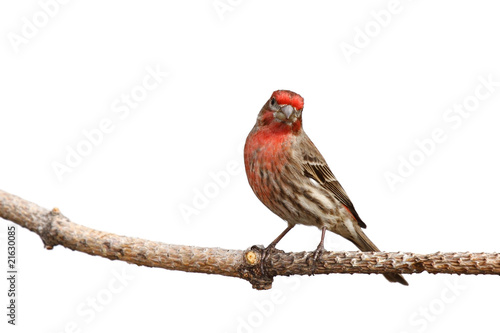 Cuadro en lienzo house finch with head cocked
