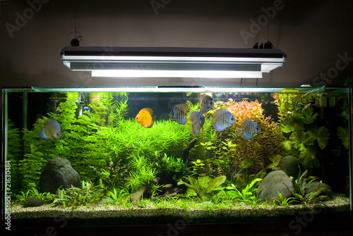 Obraz na płótnie Tropical Freshwater Aquarium with Discus Fish 1