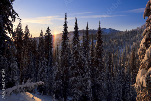 Sunny Mountain Landscape With Tall Evergreens