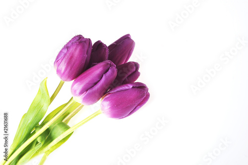 Fototapeta Naklejka Na Ścianę i Meble -  violet tulips