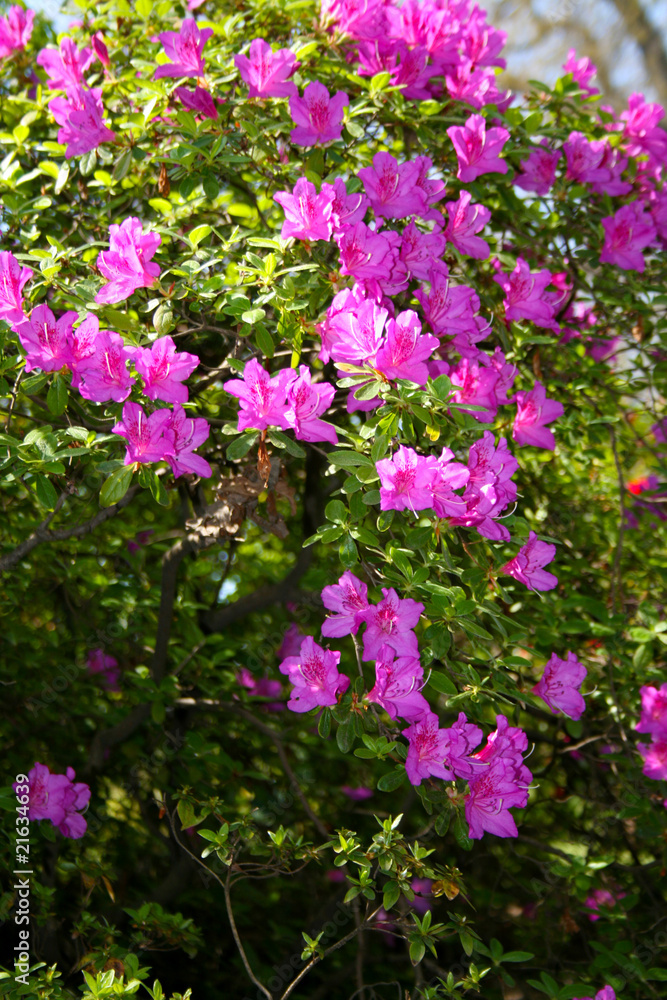 Fototapeta premium Pink by Nature