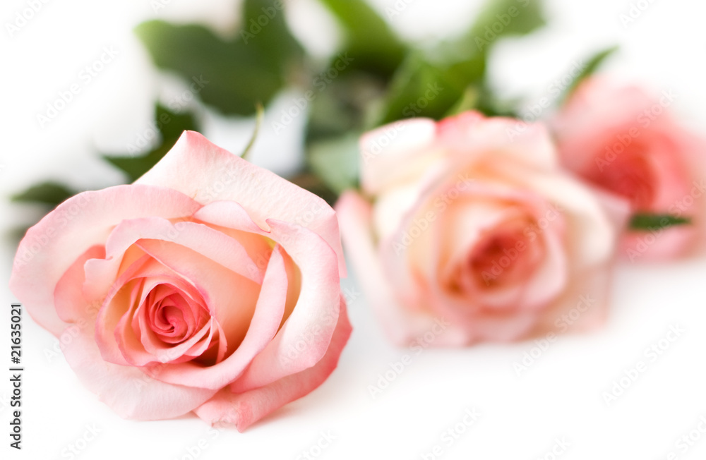 Fototapeta premium pink roses