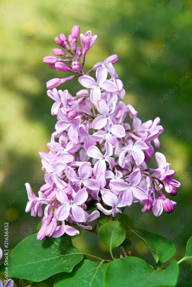 Spring lilac flowers with leaves Spring lilac flowers with leaves