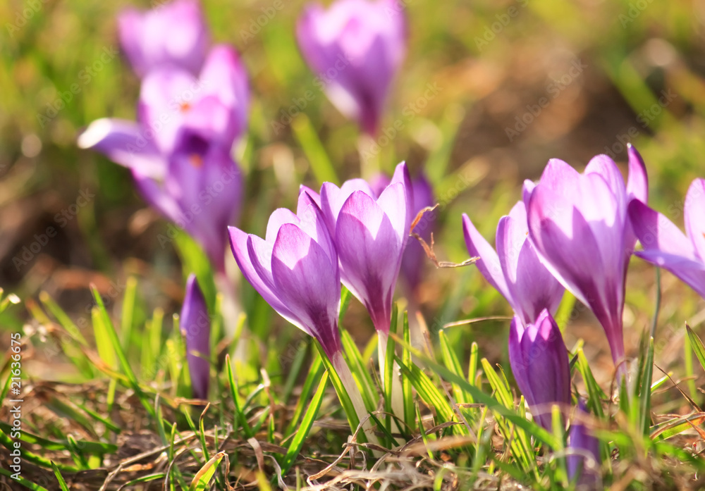 rich spring flowers. rich spring flowers.