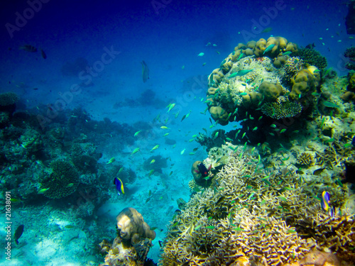 Fototapeta Naklejka Na Ścianę i Meble -  under water world at Maldives