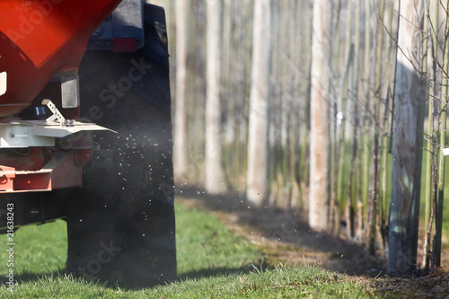 Sprinkle fertilizer to young trees