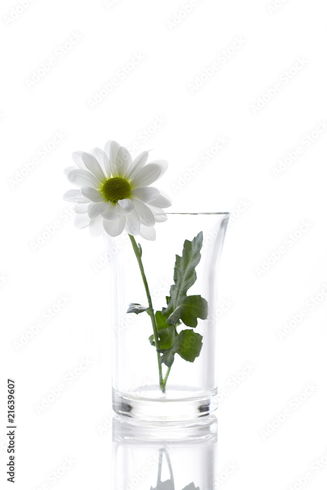 Obraz premium Daisy Isolated