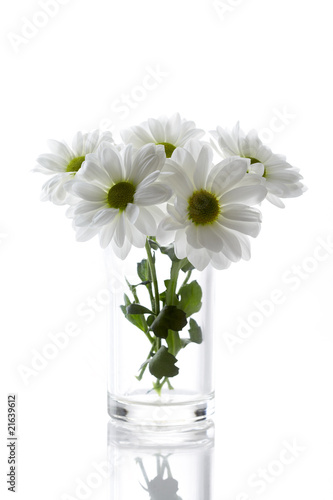 Wallpaper Mural Daisy Isolated Torontodigital.ca