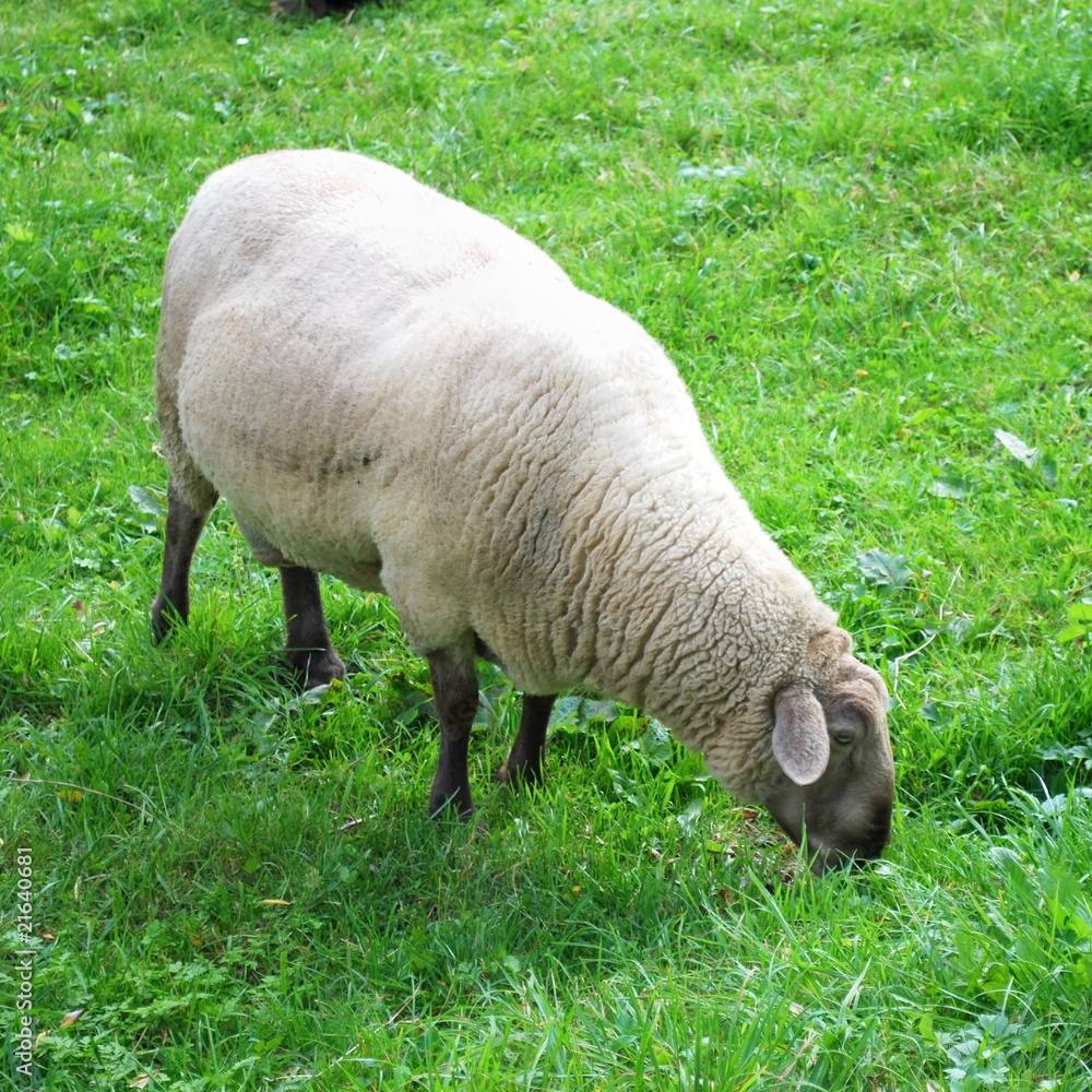 sheep