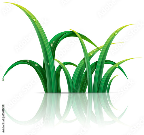 grass