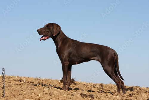 braque allemand à poil court de profil dans un champ © Dogs