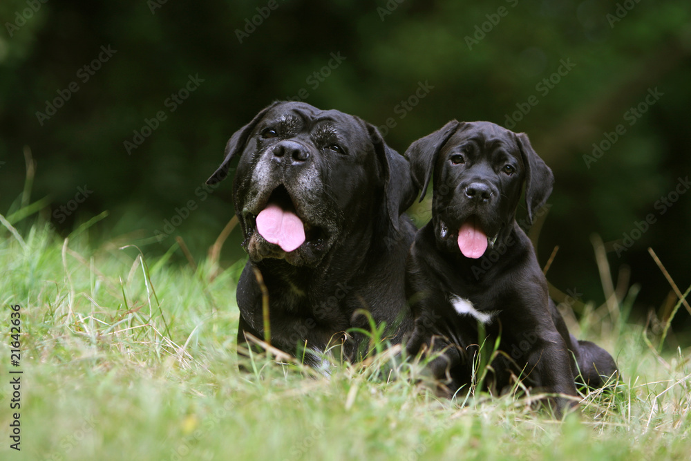 maman cane corso et son chiot de face - air de famille maman cane corso et son chiot de face - air de famille