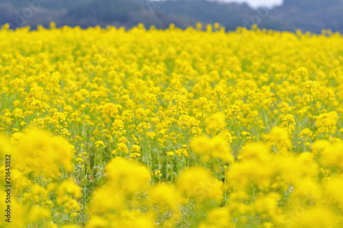 菜の花畑