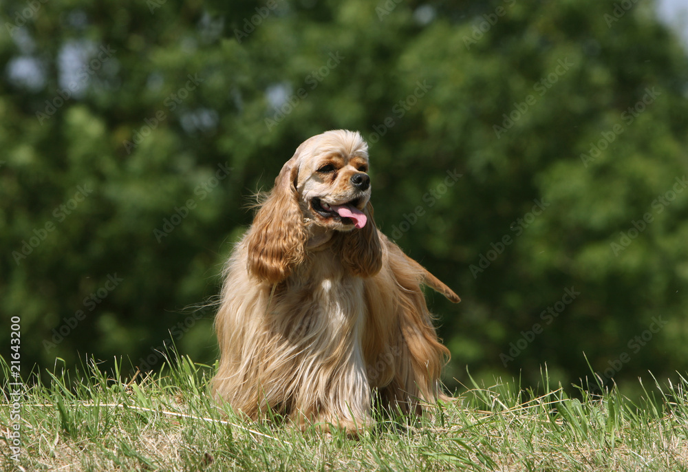 Fototapeta premium cocker américain de face - american cocker spaniel