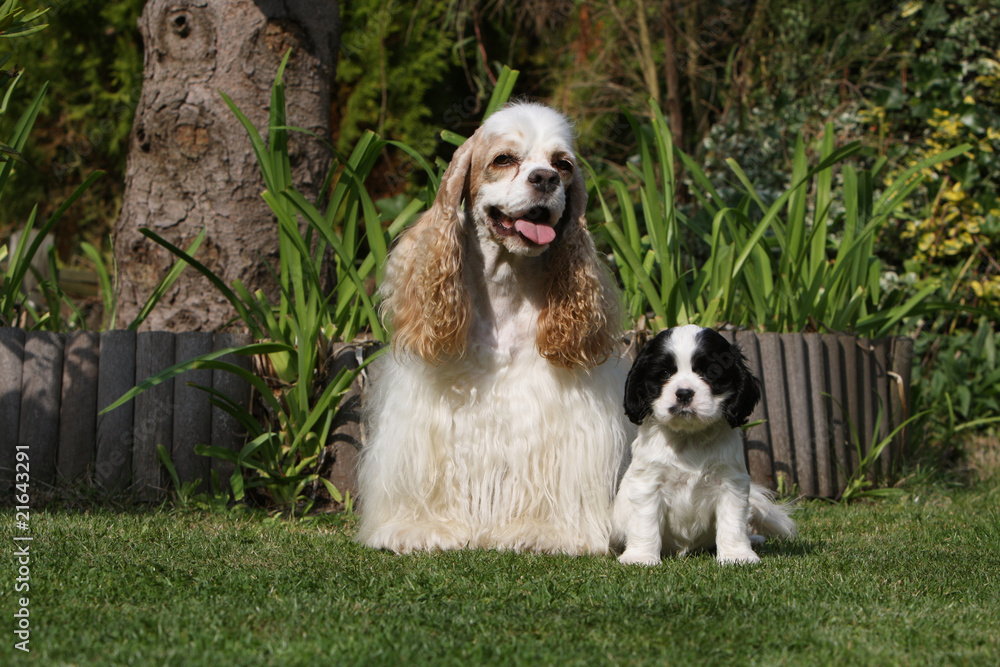 maman cocker américain et son chiot american cocker maman cocker américain et son chiot american cocker