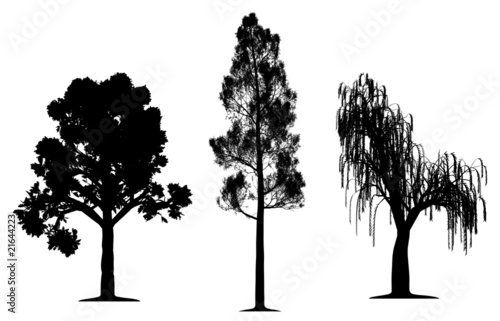 Oak, forest pine and weeping willow tree