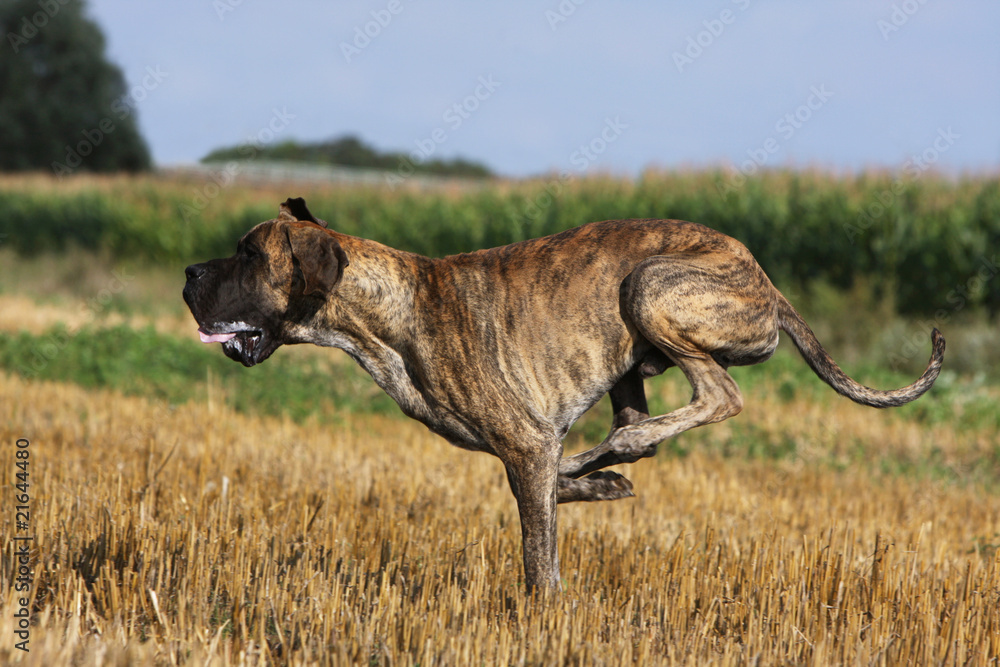 great dane ou dogue allemand courant au galop great dane ou dogue allemand courant au galop