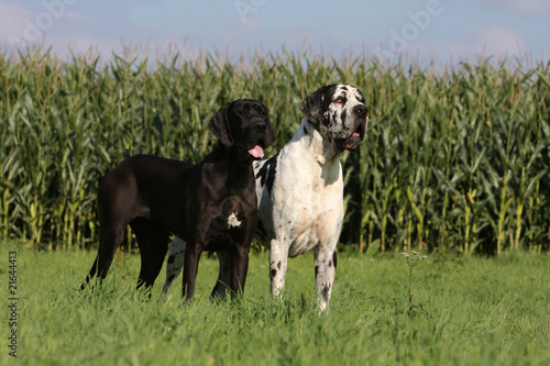 deux dogues allemand diff  rents de couleur