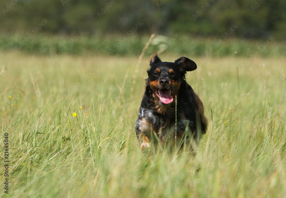 épagneul breton,spaniel breton, courant de face