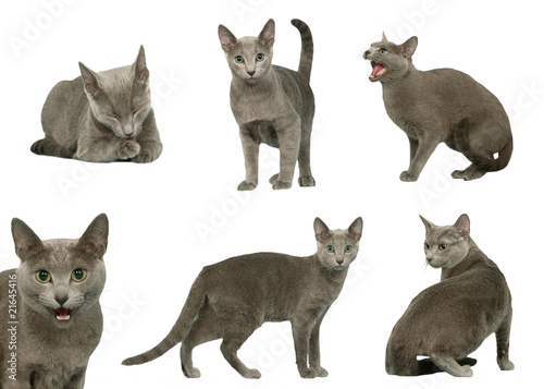 Foto le bleu russe dans toutes ses attitudes - russian blue