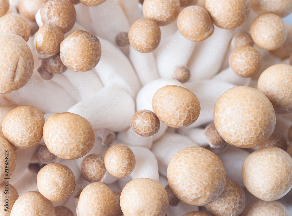 mushroom mushroom