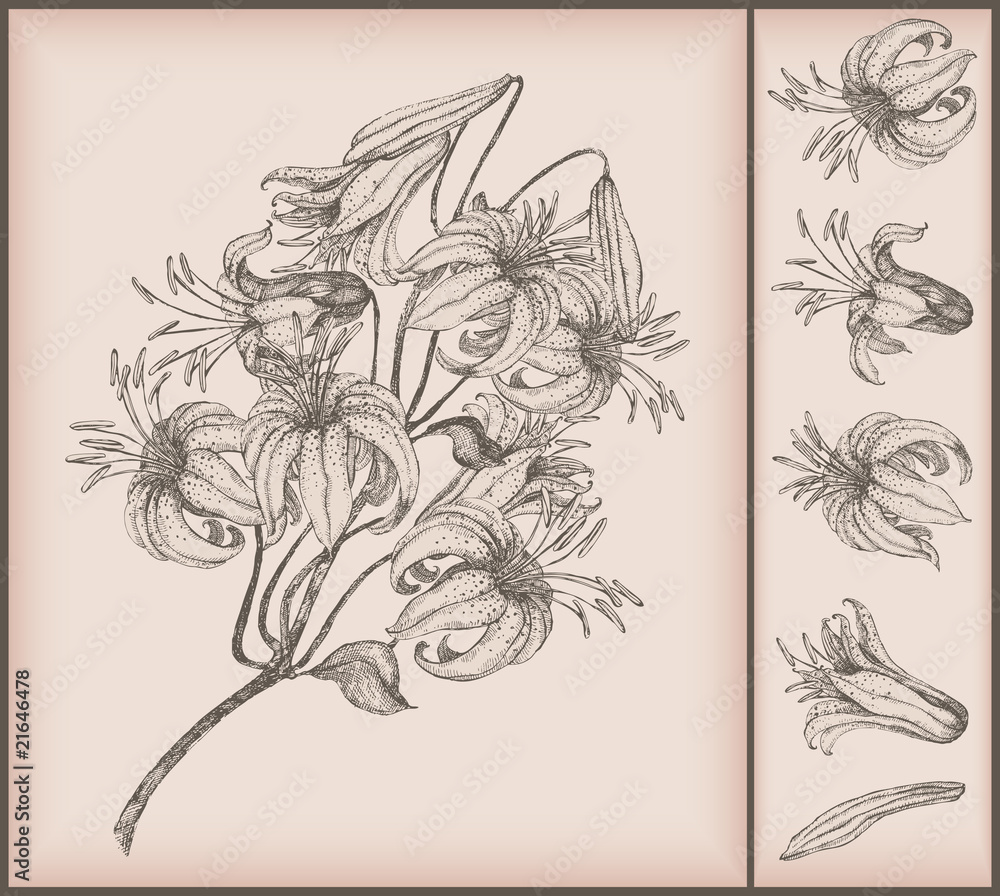 tiger lily drawing