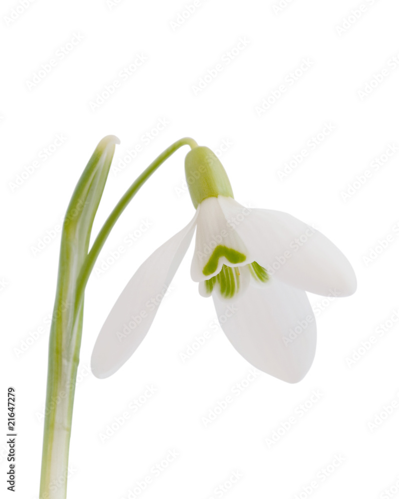 Snowdrop Snowdrop