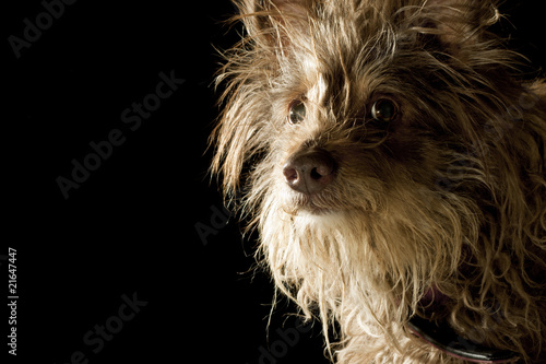 Fototapeta Naklejka Na Ścianę i Meble -  Dog on Black Background