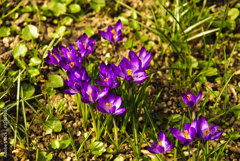 Spring flowers Spring flowers