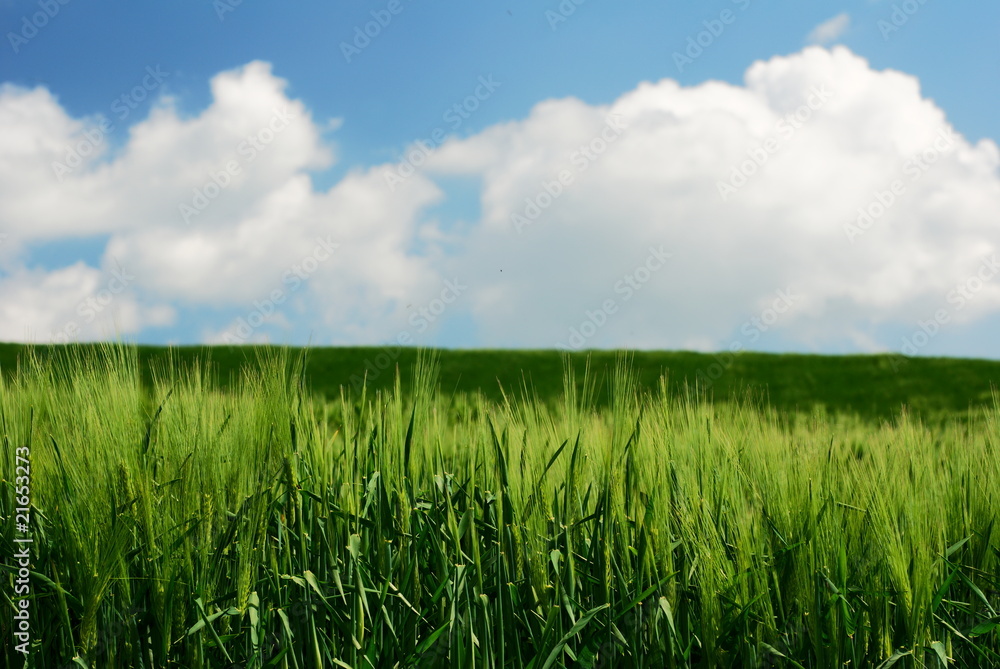 Obraz premium Green wheat stems