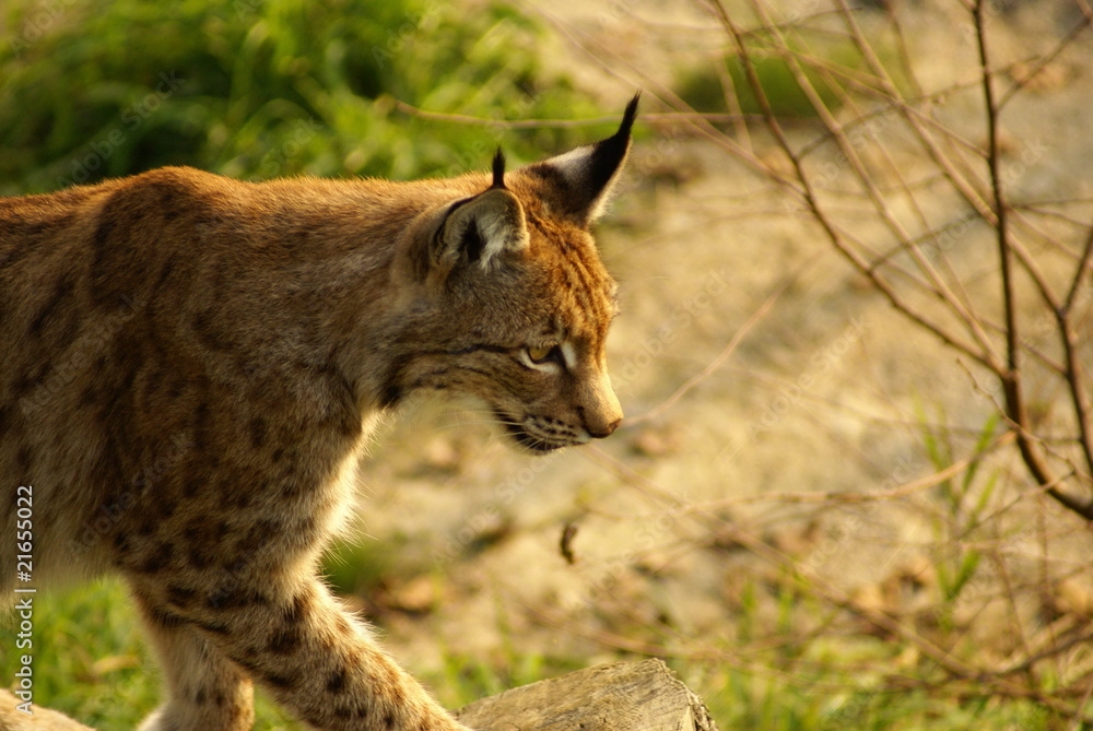 Fototapeta premium Luchs