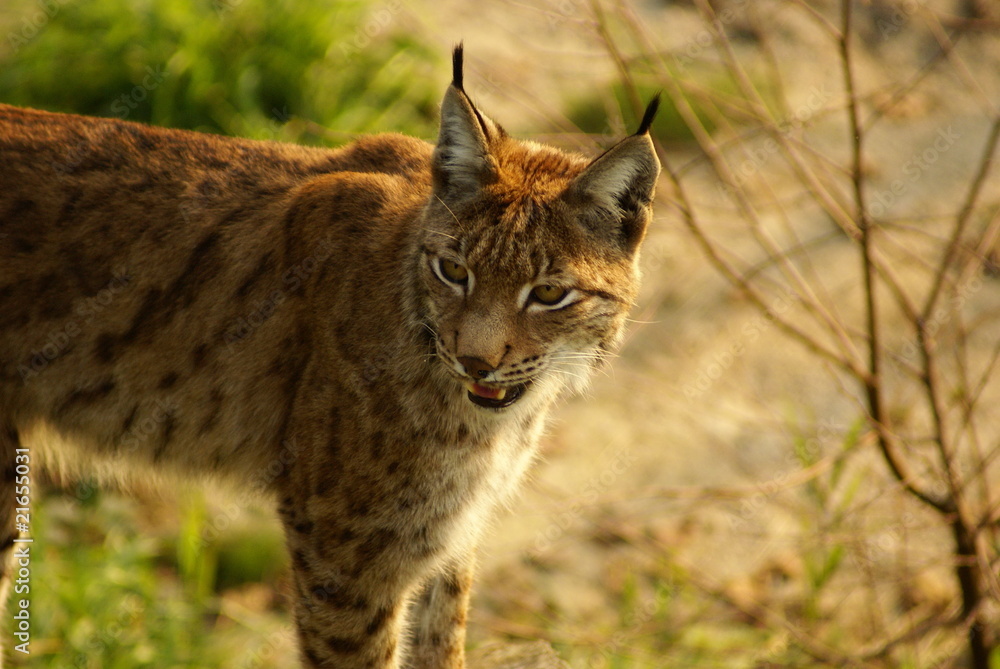 Obraz premium Luchs