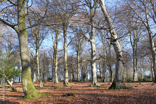 Beech Copse in Winter