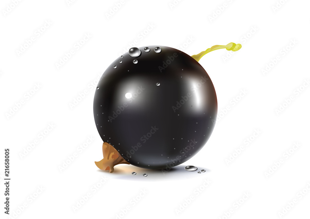 black currant with drops on white background black currant with drops on white background