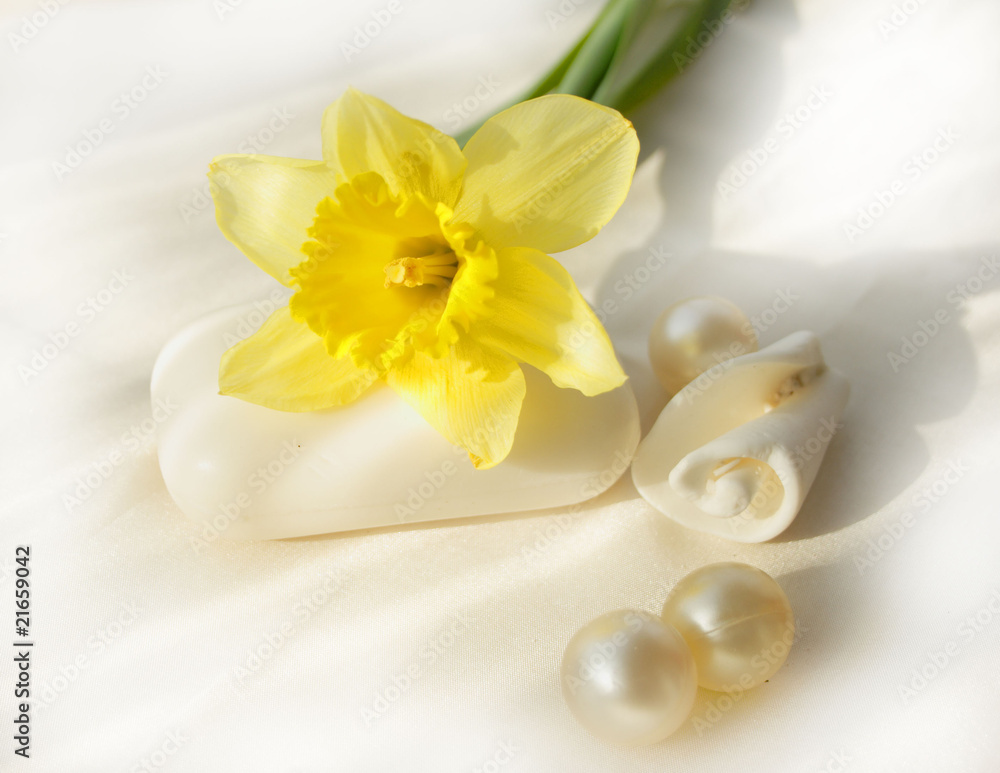 Narcissus, white soap and shell