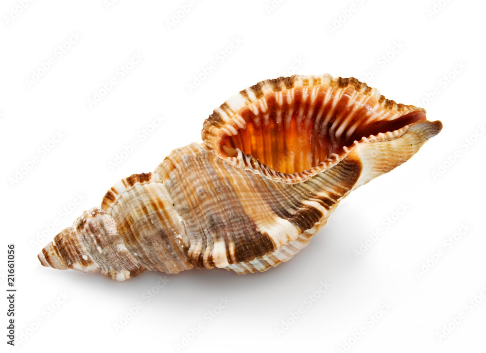 Seashell isolated on the white background Seashell isolated on the white background