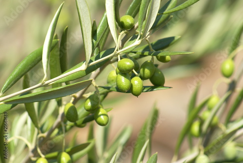 olives vertes du Languedoc