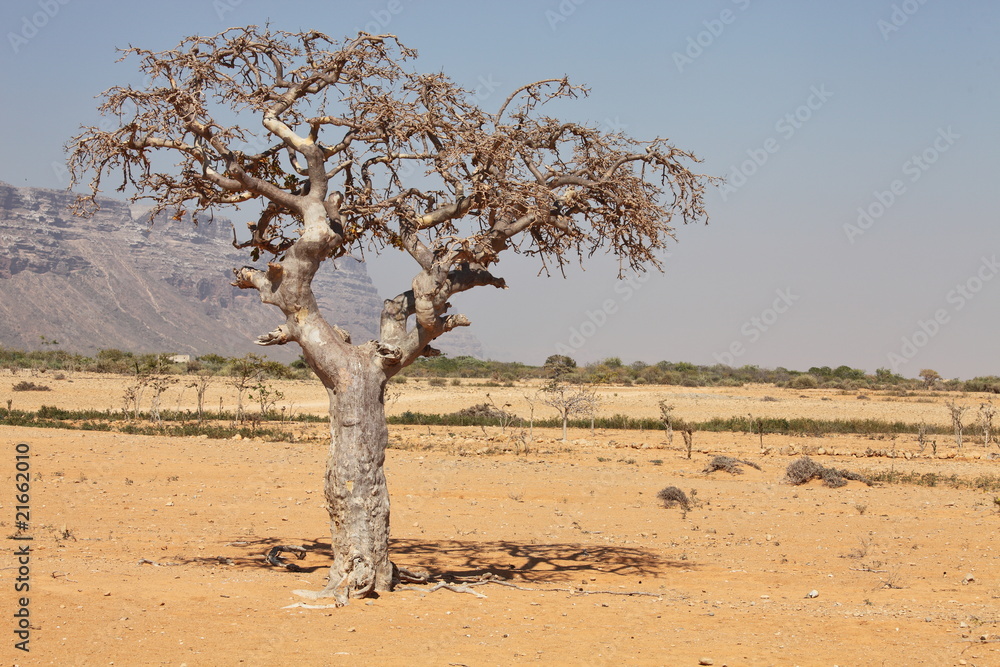 myrrh tree (Commiphora myrrha)
