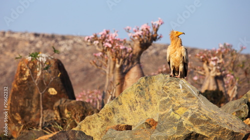 Egyptian vulture with desert rose background, Socotra