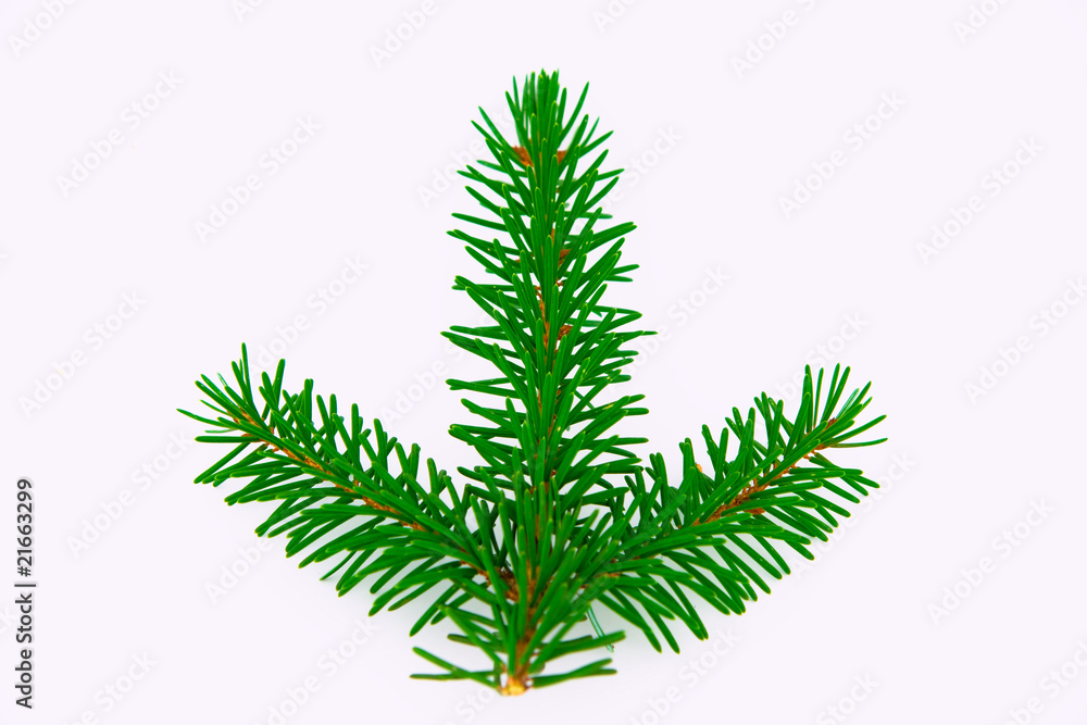 Pine branch Pine branch