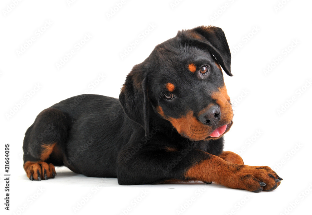 Fototapeta premium chiot rottweiler
