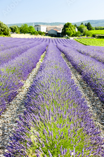 lavender field, Drome Department, Rhone-Alpes, France