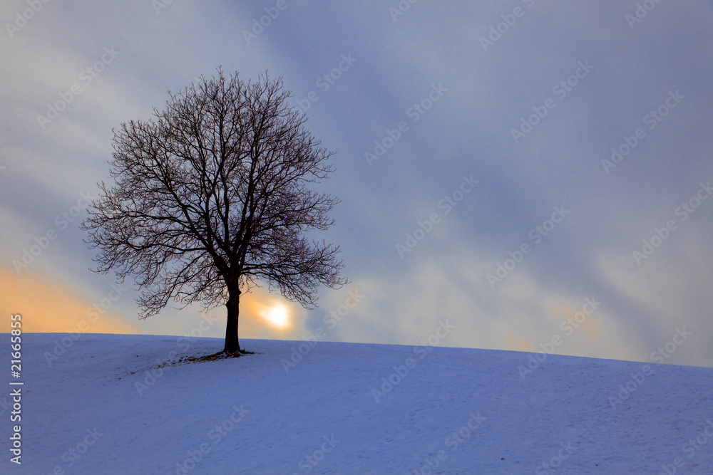 einsamer baum