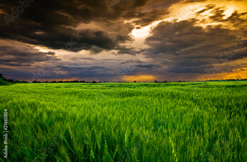 Wheat field